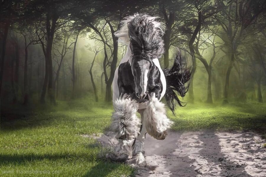 Ocala: Gypsy Gold Horse Farm Guided Walking Tour - Practical preparation for a comfortable visit