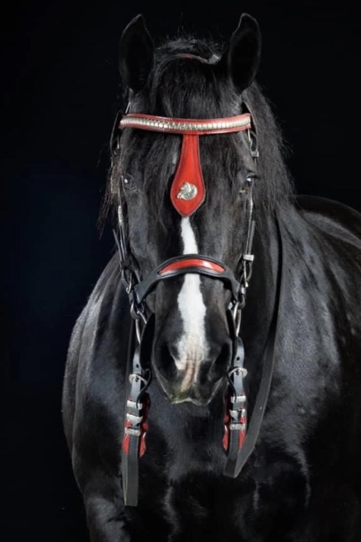Ocala: Gypsy Gold Horse Farm Guided Walking Tour - The opening 10-minute history talk with Dennis Thompson