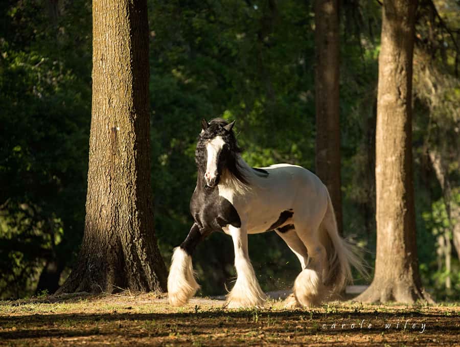 Ocala: Gypsy Gold Horse Farm Horses & History Tour - Key points to know before booking