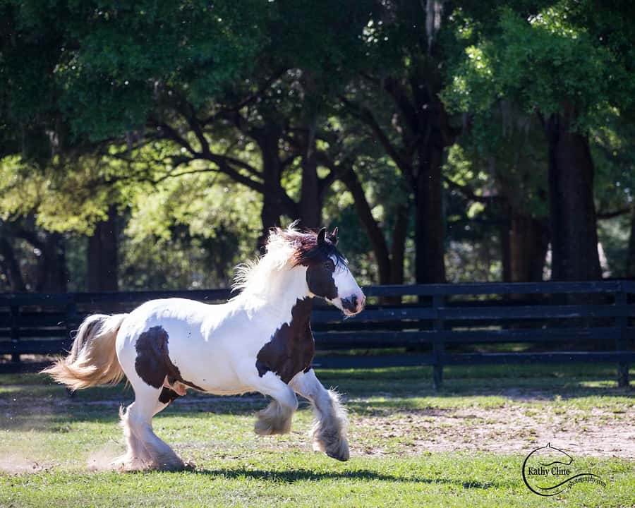 Ocala: Gypsy Gold Horse Farm Horses & History Tour - Why Gypsy Gold is more than a horse photo stop