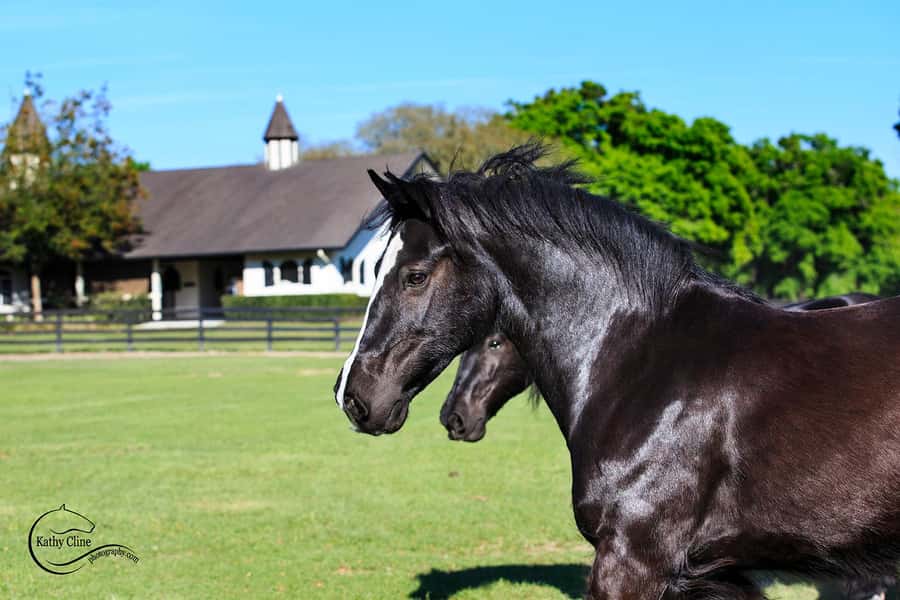 Ocala: Gypsy Gold Horse Farm Horses & History Tour - Meeting a Gypsy Vanner Horse up close