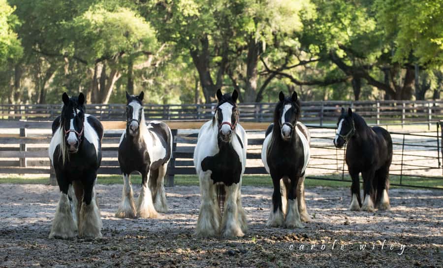 Ocala: Gypsy Gold Horse Farm Horses & History Tour - Walking the 40-acre farm