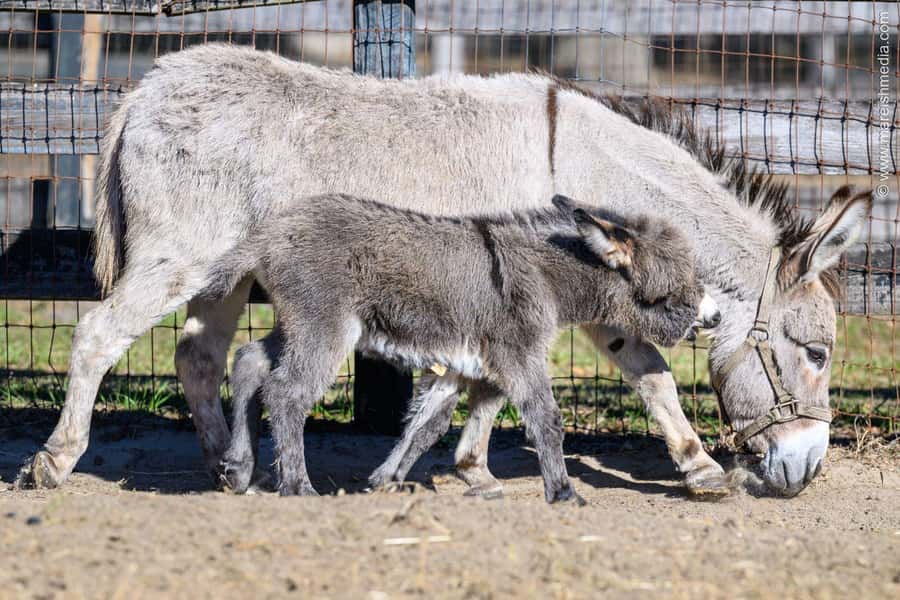 Ocala: Gypsy Gold Horse Farm Horses & History Tour - Who will get the most from the $50 price