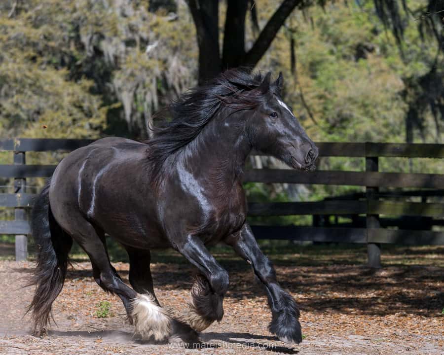 Ocala: Gypsy Gold Horse Farm Horses & History Tour - Practical preparation for a Florida farm visit