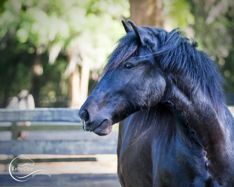 Ocala: Gypsy Gold Horse Farm Horses & History Tour - Should you book Gypsy Gold?