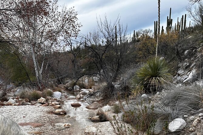 One Hour Guided Horseback Ride - On the trail through Coronado National Forest