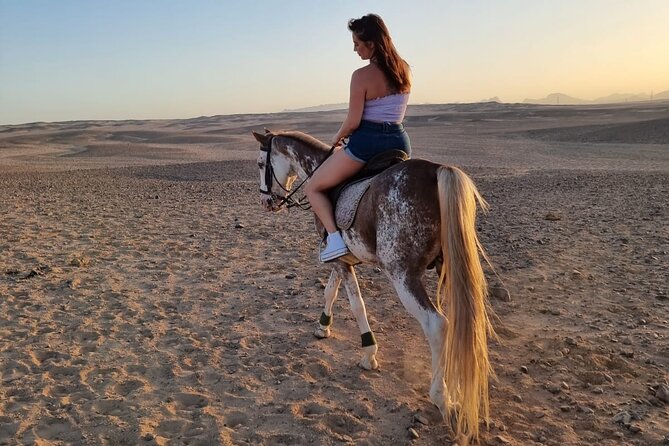 One Hour Horse or Camel Riding with Transfer- Sharm El-Sheikh - The Tea Stop Halfway Through