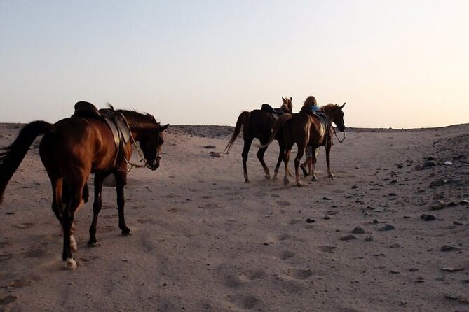 One Hour Horse Riding Beach with Transfer from Hurghada - Meeting the horses and getting ready