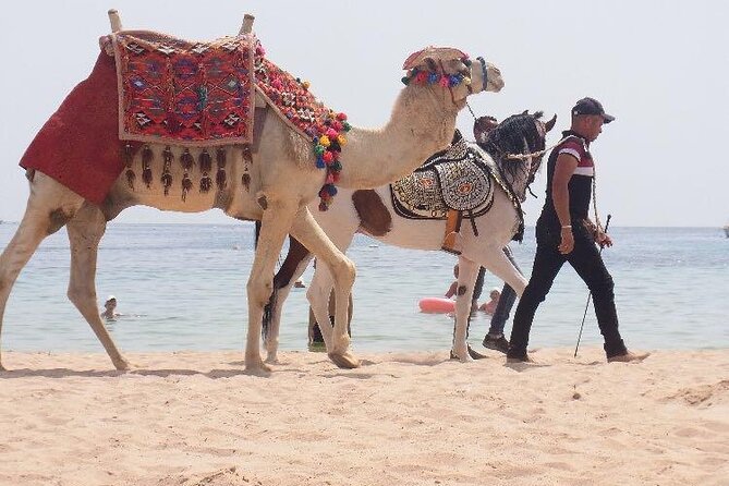 One Hour Horse Riding or Camel Riding At Amazing Desert in Hurghada - The booking detail that can save you trouble