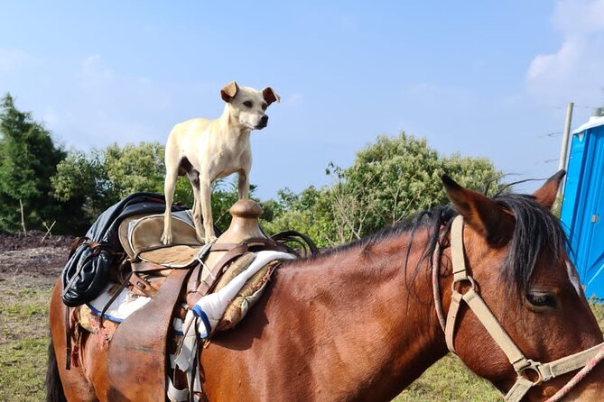 Pacaya Volcano Luxury Sunset Horseback Riding Tour/ Dinner Cooked by-Lava Chef - Pizza beside Pacaya’s hot coals