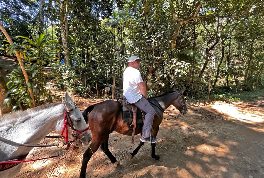 Paraty: 3-Hour Rainforest Horseback Ride - What the guide and horses add