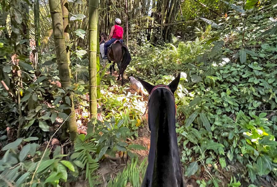 Paraty: 3-Hour Rainforest Horseback Ride - Who will enjoy this ride most?
