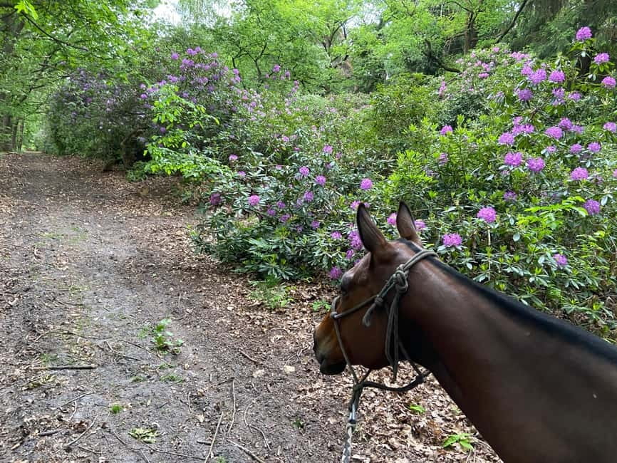 Paris: Aumont-en-Halatte Horseback Riding Tour - Wildlife in a forest shared with animals