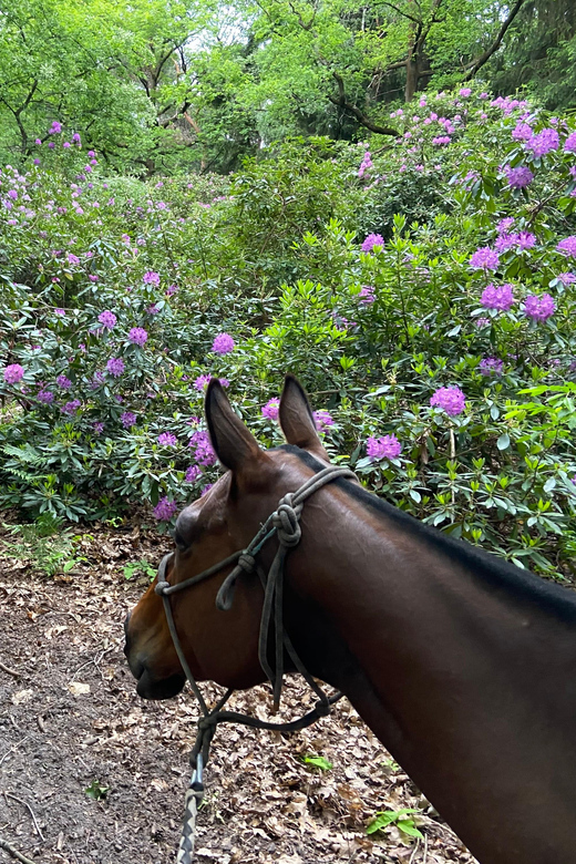 Paris: Aumont-en-Halatte Horseback Riding Tour - Reaching Aumont-en-Halatte from Paris