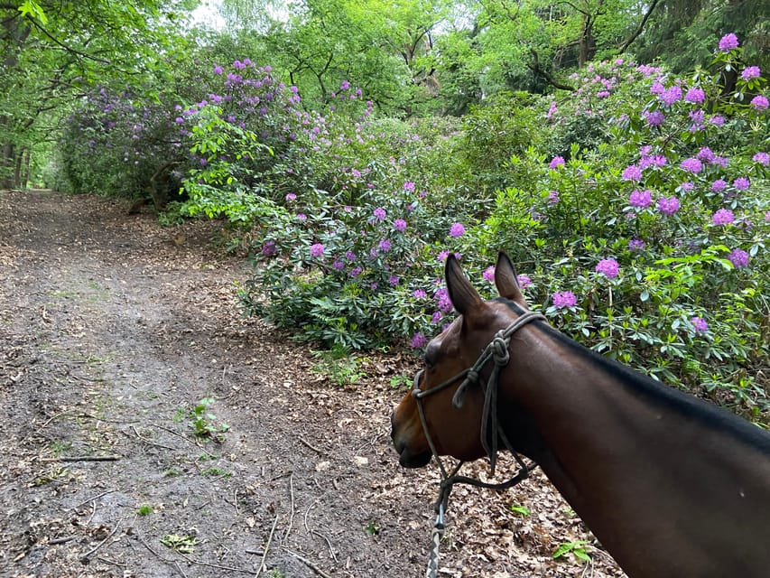 Paris: Aumont-en-Halatte Horseback Riding Tour - Setting off into the Chantilly forest