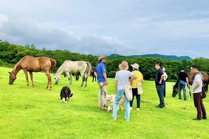 Pasture Hike with Horse Whisperer at Horse Trust in Kagoshima - Mr. Konishi Sets the Tone