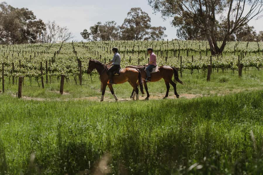 Petaluma: Horseback Riding and Wine Tasting Tour - The first minutes matter for new riders