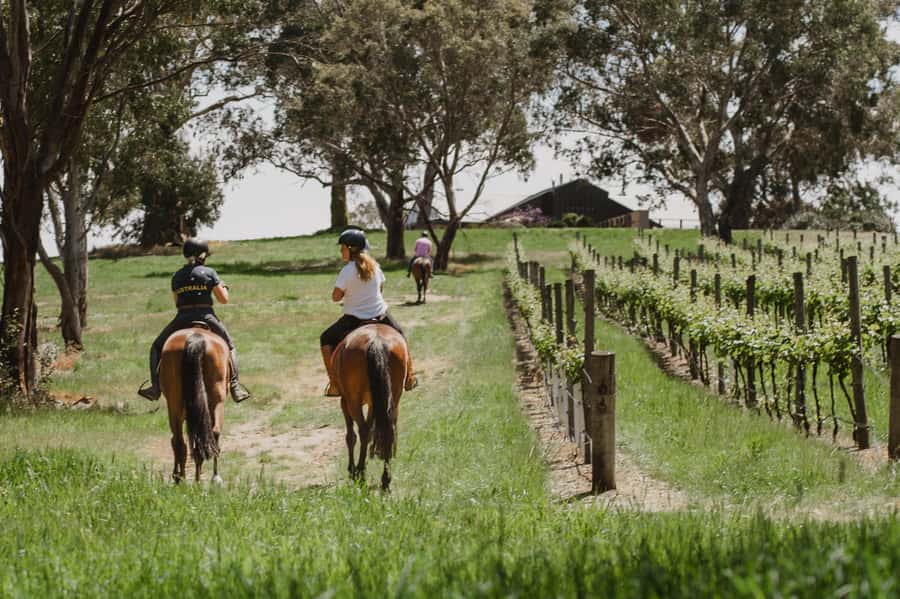 Petaluma: Horseback Riding and Wine Tasting Tour - A 45-minute course through the vineyards