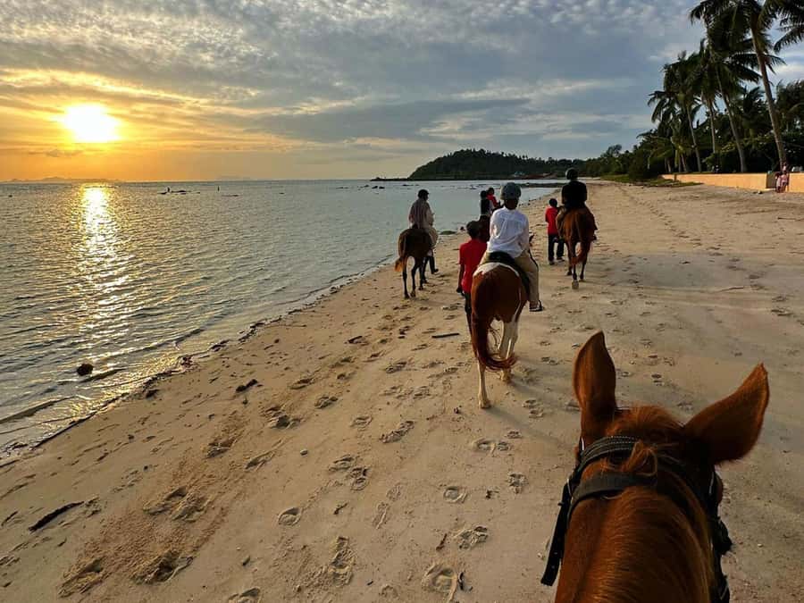 Phuket: Sunset Beach Horseback Journey - Who Will Enjoy This Ride Most?