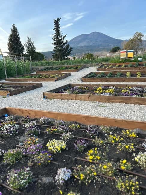 Pompeii: Mount Vesuvius Night Horseback Ride and Italian BBQ - The winery setting and views toward Sorrento