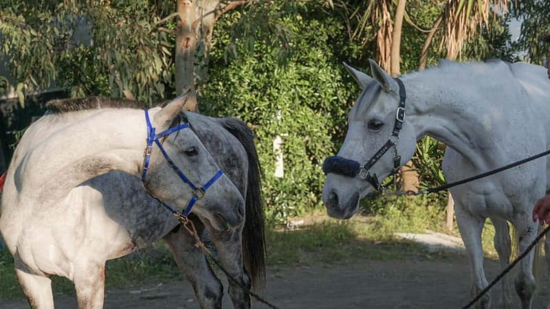 Pompeii: Mount Vesuvius Night Horseback Ride and Italian BBQ - Riding through the vineyards for one hour