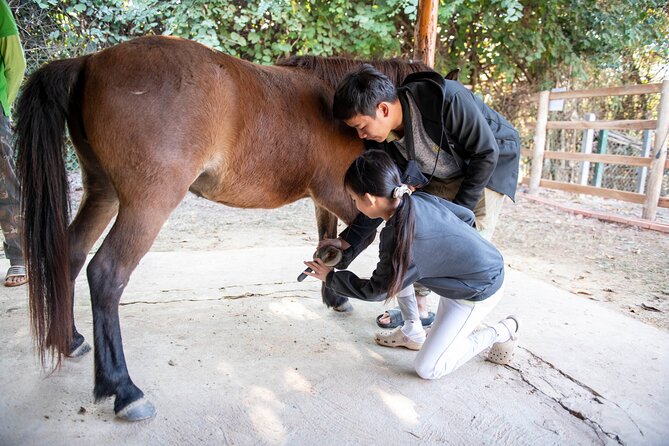 Pony Riding in Luang Prabang - Grooming first, riding second