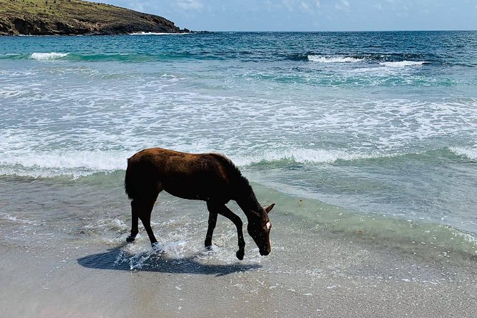 Private Advanced Horseback Beach Ride with Sandy Hoofs St. Lucia - Guides, care, and the human side of the stable