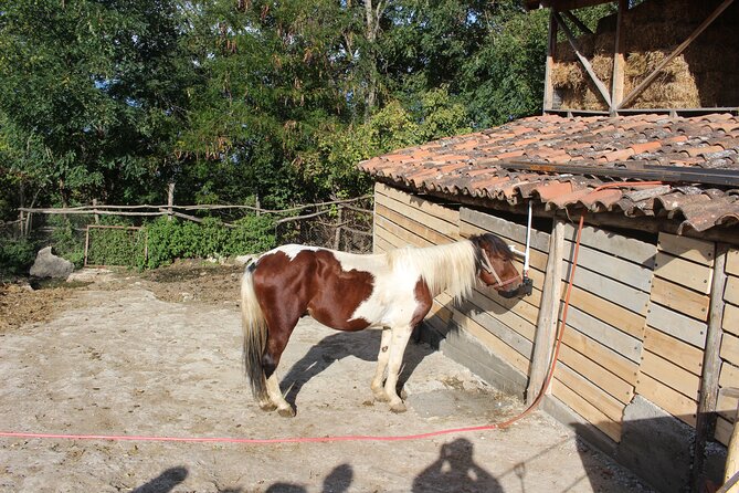 Private day horse riding trip to Sighnaghi with lunch and wine/beer. - Leaving Tbilisi with a private pickup