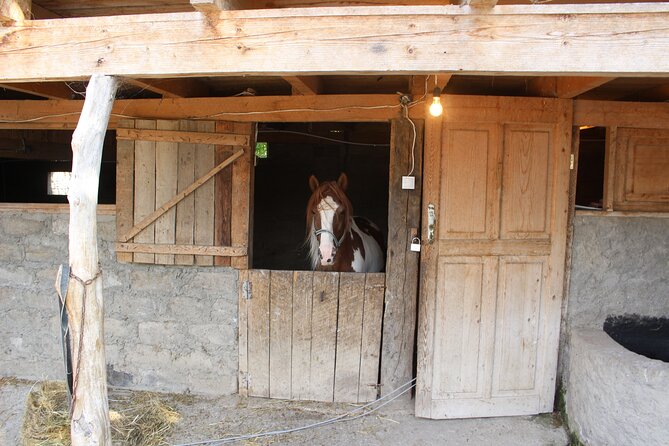 Private day horse riding trip to Sighnaghi with lunch and wine/beer. - Booking, cancellation, and useful questions