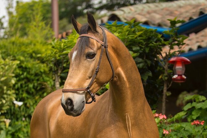 Private Guided Tour of Colombia’s Paso Fino Horse - Coffee first, then a personal introduction