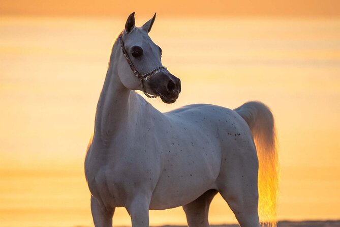 Private Horse and Camel Riding Experience in Doha - Why the Arabian horses add more than scenery