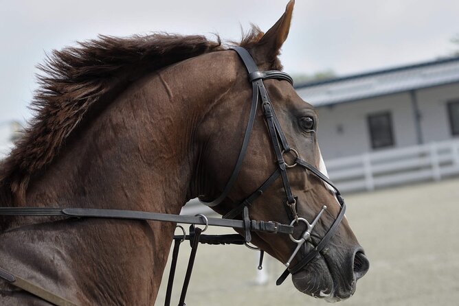 Private Horseback Riding Experience in Doha - From Doha pickup to the stables