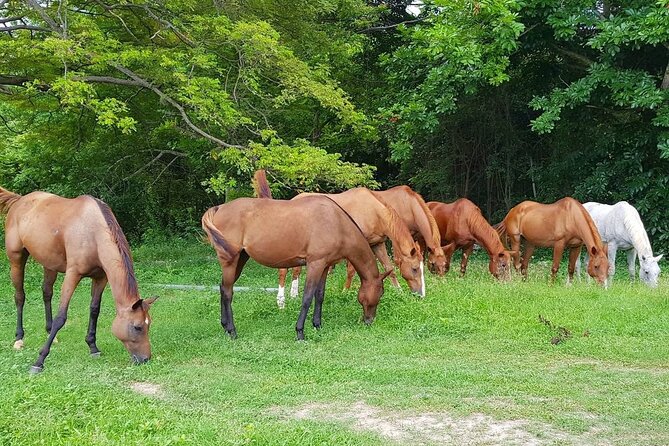 Private Horseback Riding, Swimming and Dunn's River Falls Tour - Two Jamaican highlights in one private outing