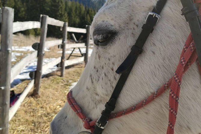 Private Horseback Riding the Rila Range - Horses, helmets, and riding comfort
