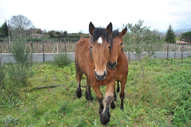 Private Horseback Riding Tour on Etna Area + Traditional Lunch - What the private format is really worth