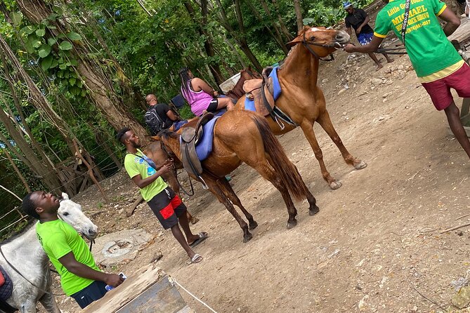Private Horseback Riding with Blue Hole River Tour in Montego Bay - Choosing a horse near Discover Bay