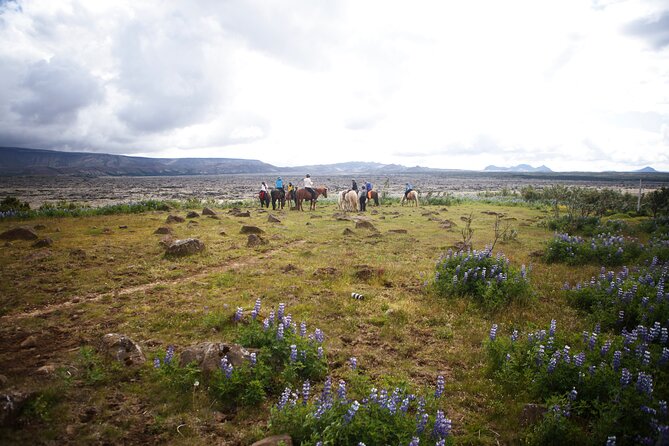 Private Icelandic Horseback Ride: Matched to Skill Level - Lava fields, green hills, and the Icelandic horse
