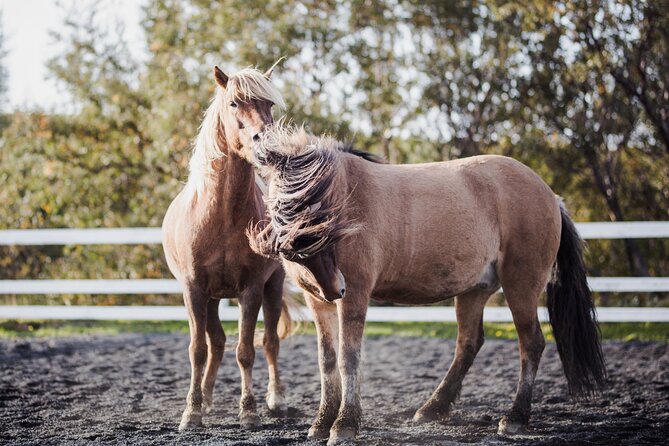Private Icelandic Horseback Ride: Matched to Skill Level - Who should book this private ride?