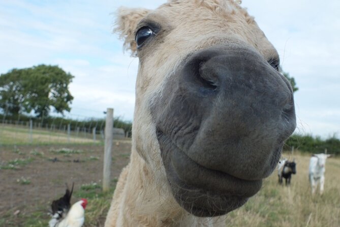 Private Miniature Horse Walking near Lincoln - A gentle route through the Lincolnshire countryside