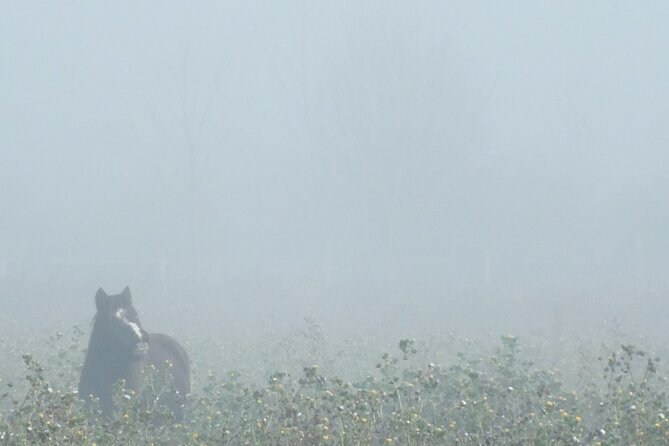 Private Miniature Horse Walking near Lincoln - Why the private format matters