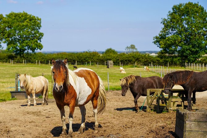 Private Miniature Horse Walking near Lincoln - Price and what you receive