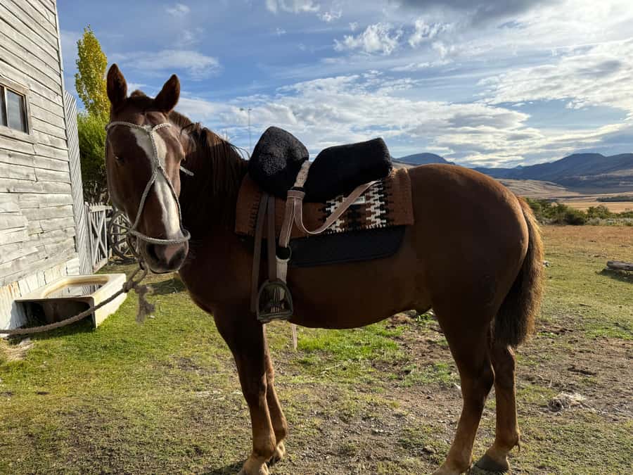 Puerto Natales: Full Day Horse Riding to the Mountains - Starting with a horse, not a saddle