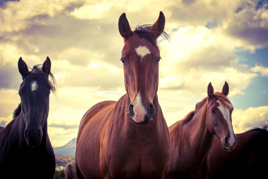 Puerto Natales: Traditional Horseback Riding Experience - Fjord views, hills, and mountain country