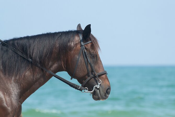 Punta Cana Horseback Riding Adventure - What the $60 price includes