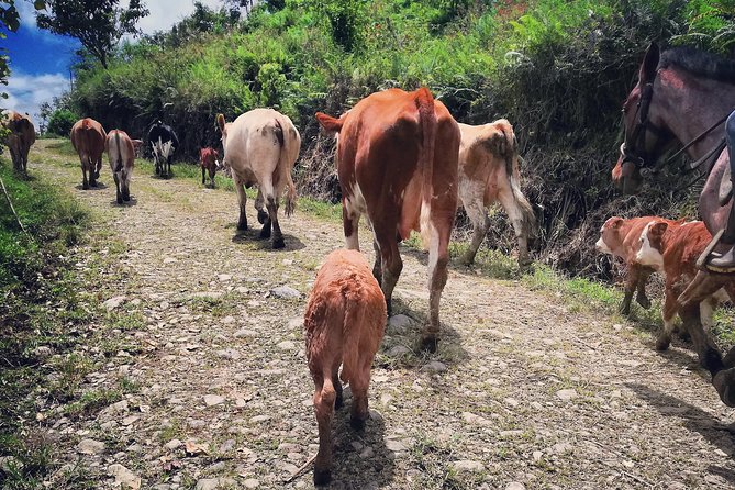 Queveri Horseback Riding Tours - Herding cattle to the old dairy