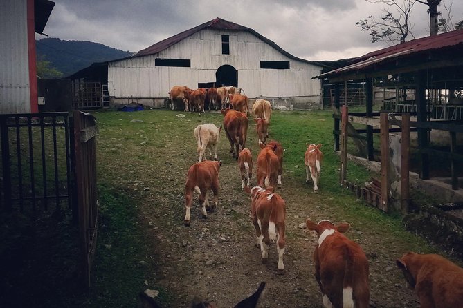 Queveri Horseback Riding Tours - Calm horses and a friendly family setting