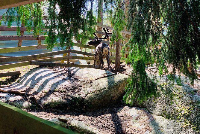 Reindeer Park & Horse Stables Safari - The reindeer encounter is the heart of the trip