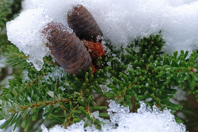 Reindeer Park & Horse Stables Safari - What the $373.80 price really buys
