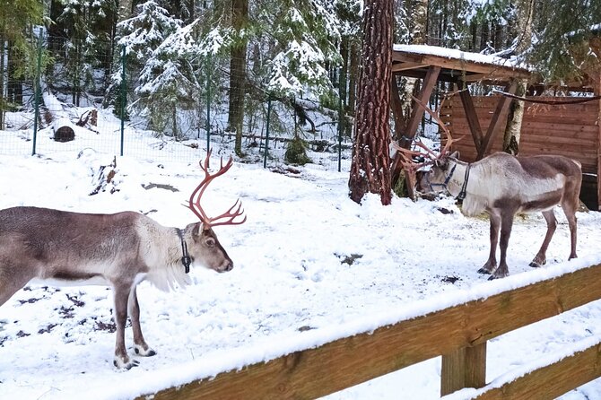 Reindeer Park & Horse Stables Safari - Who will enjoy this outing most