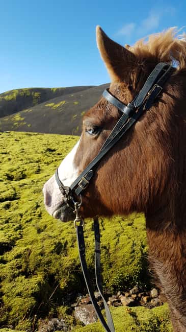 Reykjadalur: Horseback Riding Tour for Families & Beginners - Key points at a glance